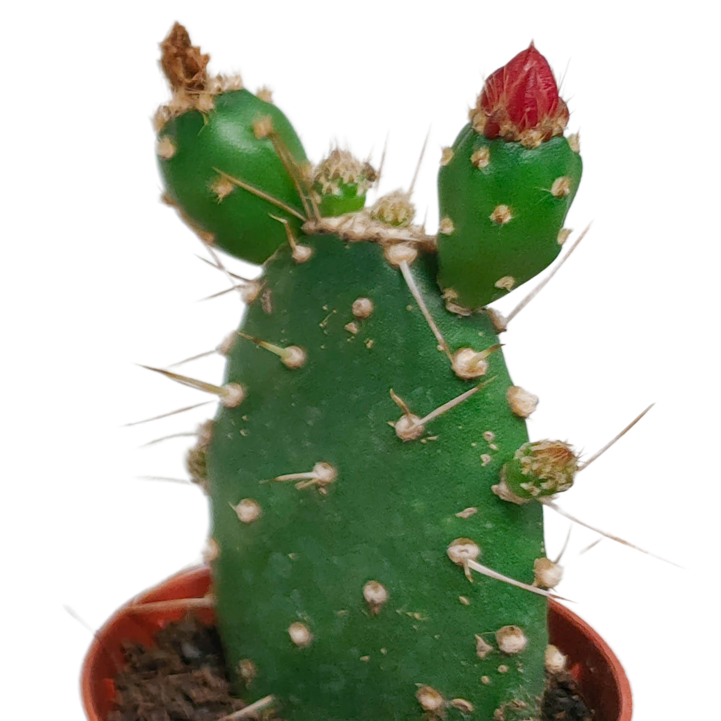 Blühende Kakteenmischung 5er-Set im 5,5 cm Topf