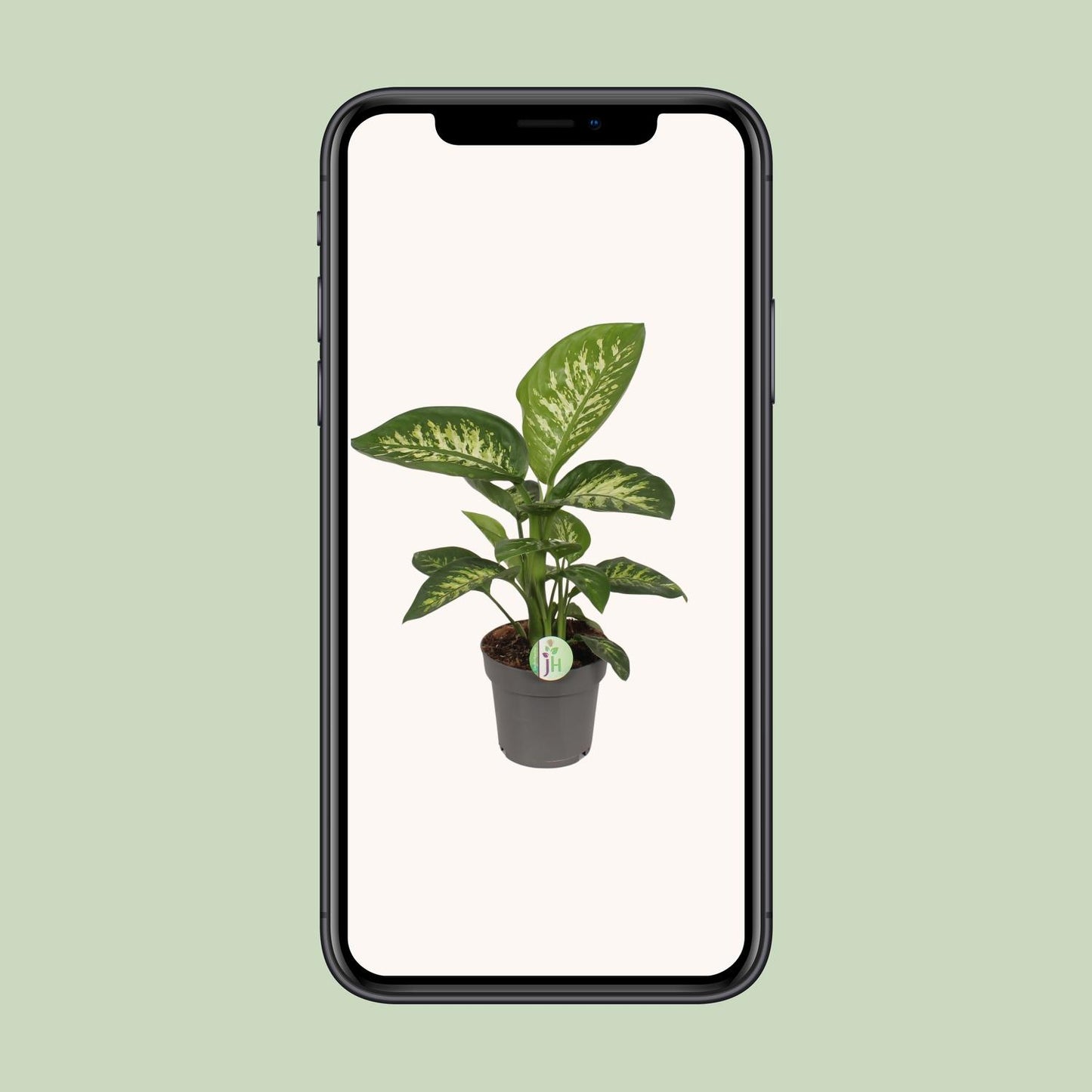 Dieffenbachia Reeva – Exotische, pflegeleichte Zimmerpflanze Ø17cm