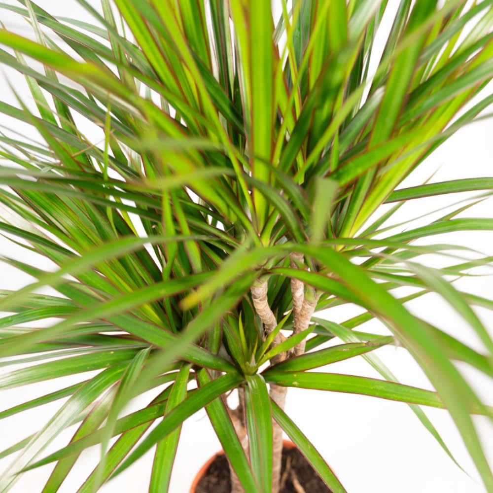 Dracaena Zimmerpflanzen-Set – 120 cm & 70 cm, pflegeleicht