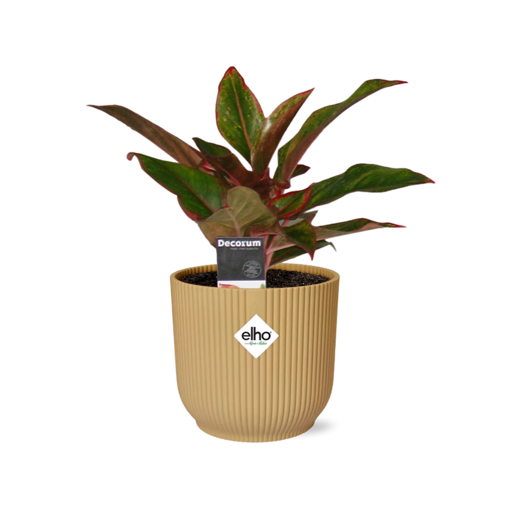 Aglaonema Crete – Pflegeleichte Zimmerpflanze im ELHO Vibes Fold 14cm Gelb
