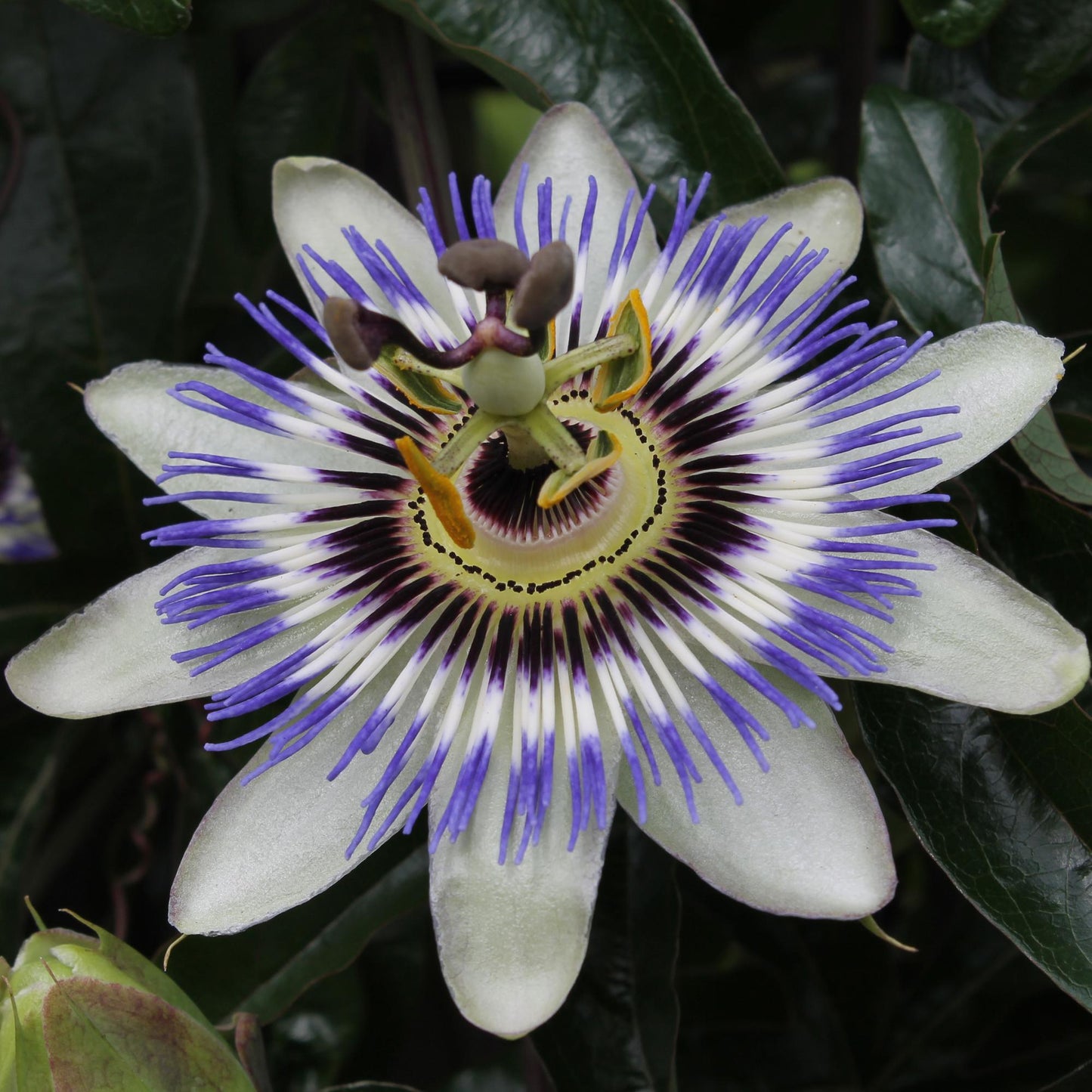 Passiflora caerulea – Winterharte Kletterpflanze Ø15cm
