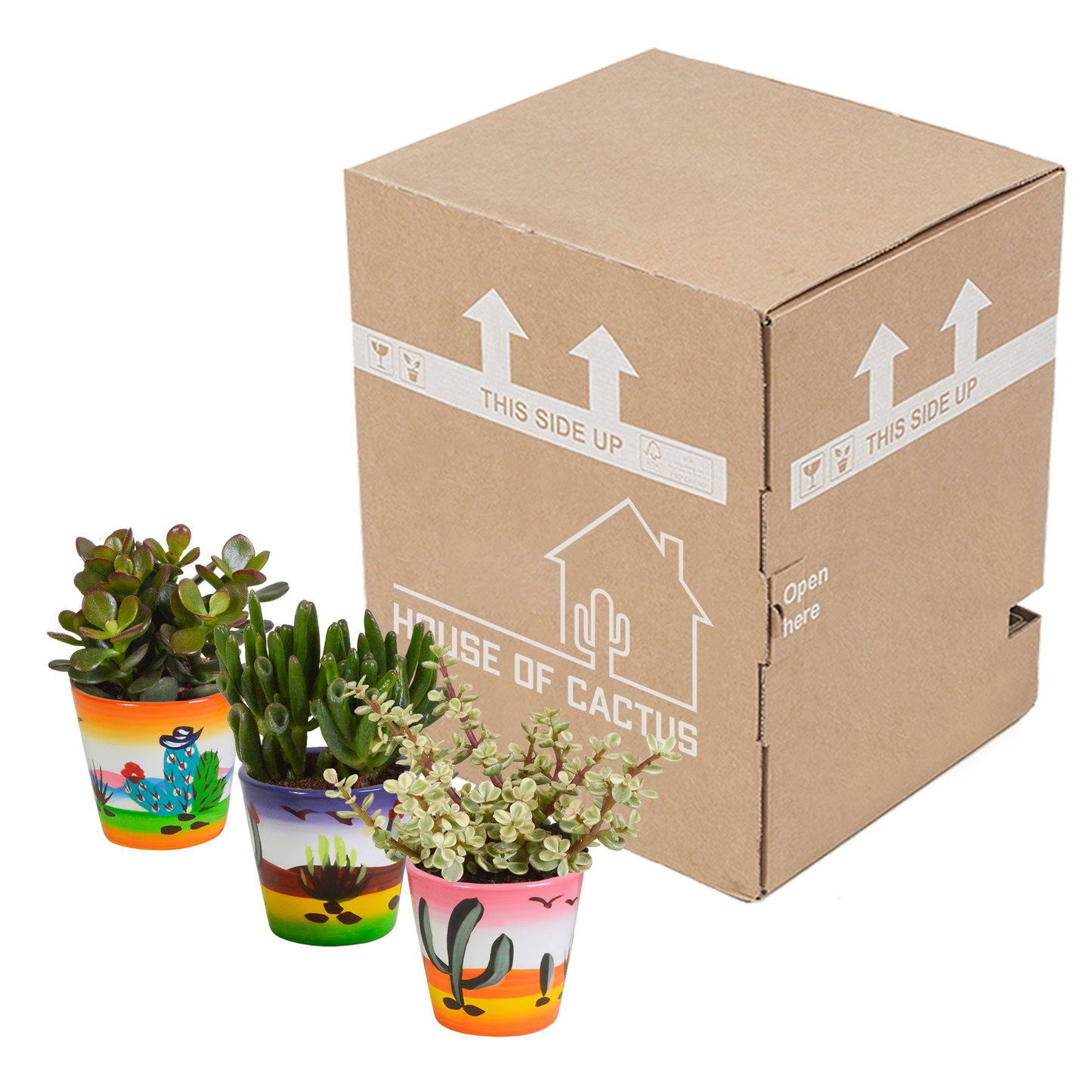 Crassula-Mix 3er Set in handbemalter Vase