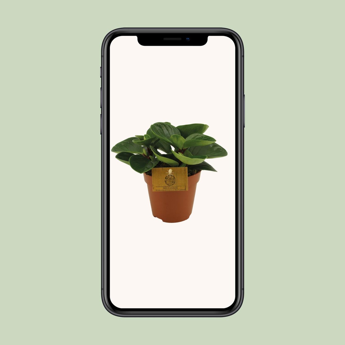 Peperomia Red Canyon – Pflegeleichte Zimmerpflanze Ø12cm
