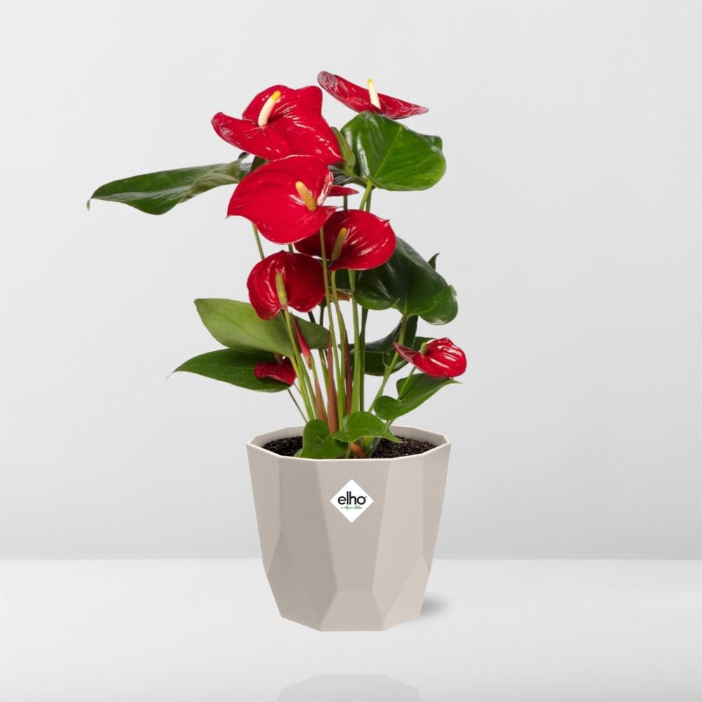 Anthurium Red 12 cm in ELHO b.for rock 14 cm warm grey