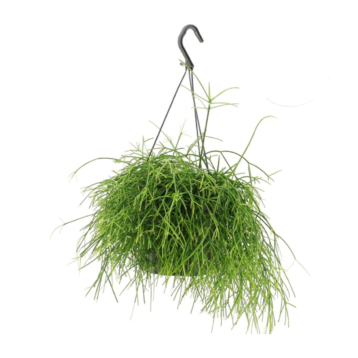 Rhipsalis Oasis – Pflegeleichte hängende Zimmerpflanze Ø17cm