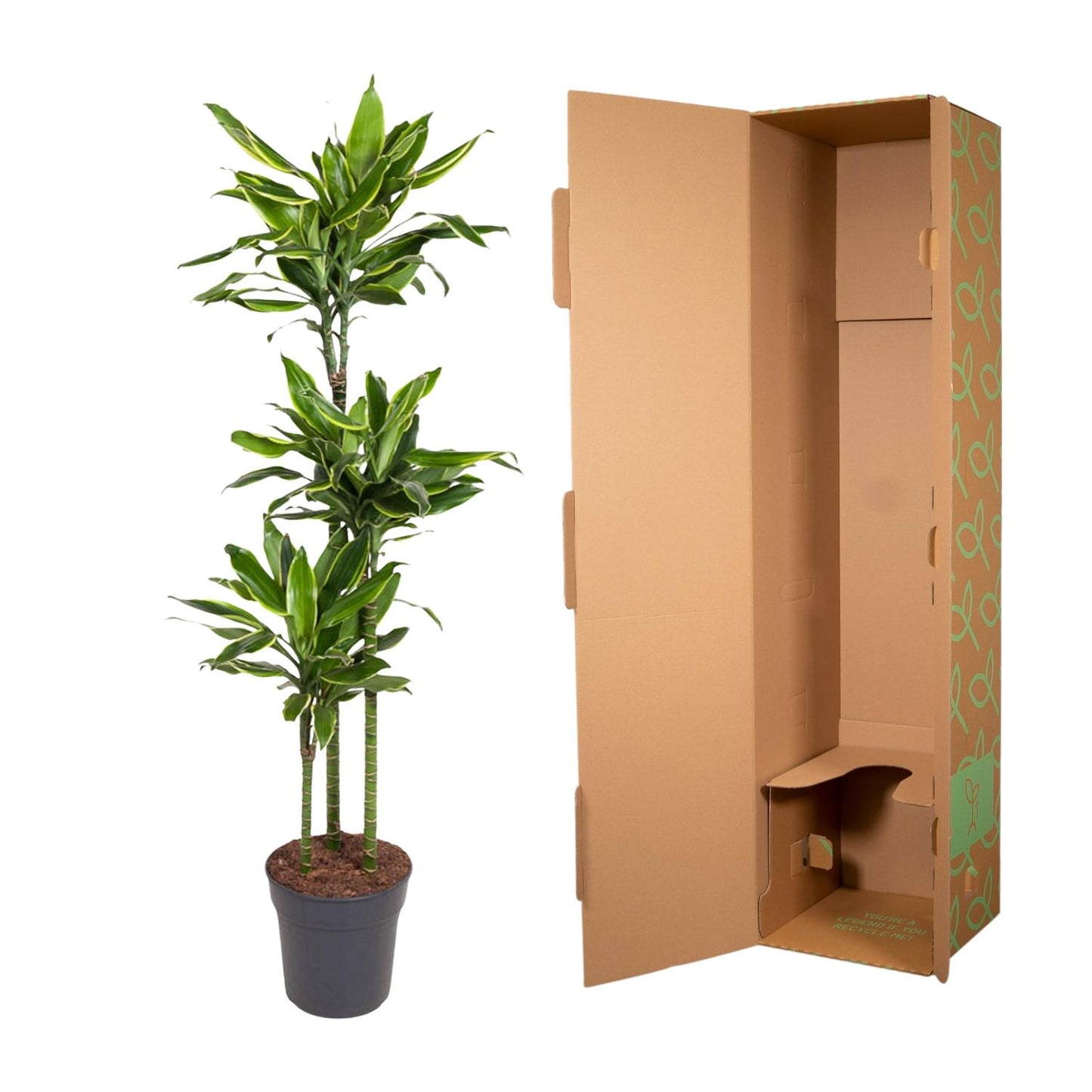 Dracaena Golden Coast – 160 cm, pflegeleichte Zimmerpflanze