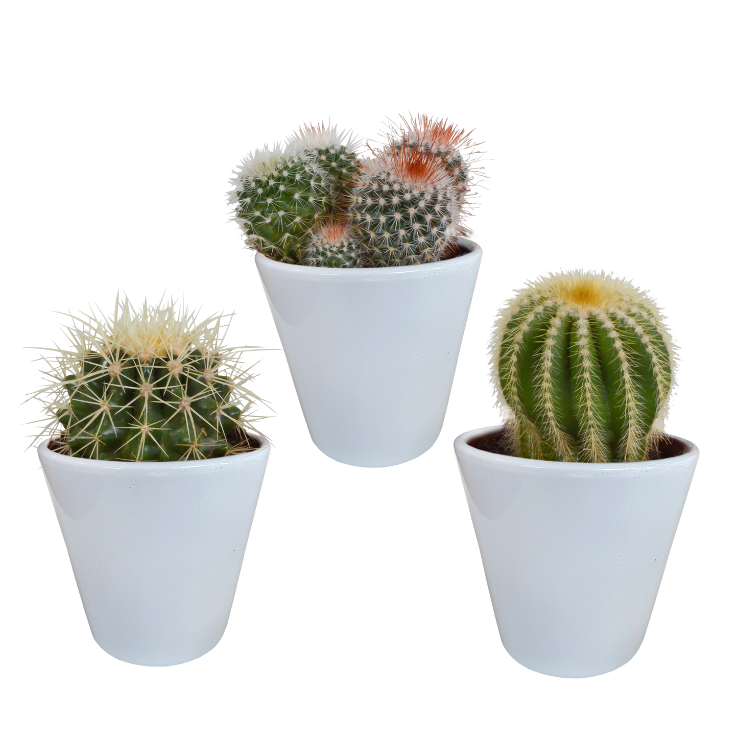 Bolcactus Kakteen-Mischung im weißen Topf 8,5 cm