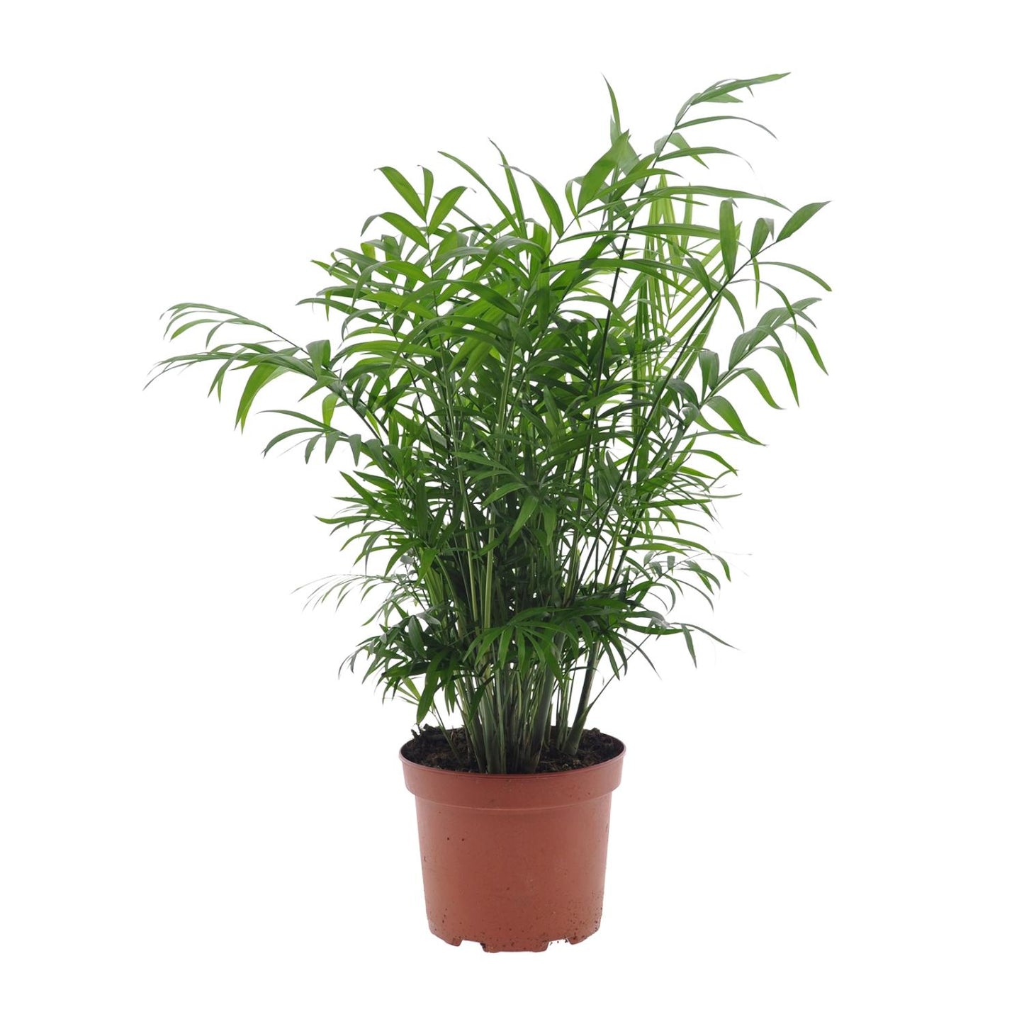 Zwergpalme Chamaedorea – Pflegeleichte Zimmerpflanze Ø17cm