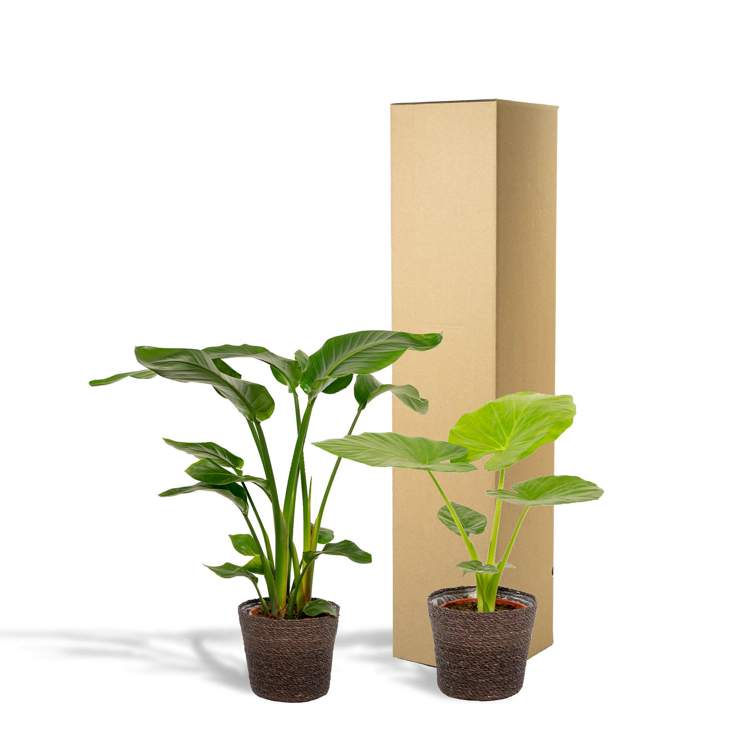 Strelitzia Nicolai & Alocasia Macrorrhiza im Korb Ø19cm