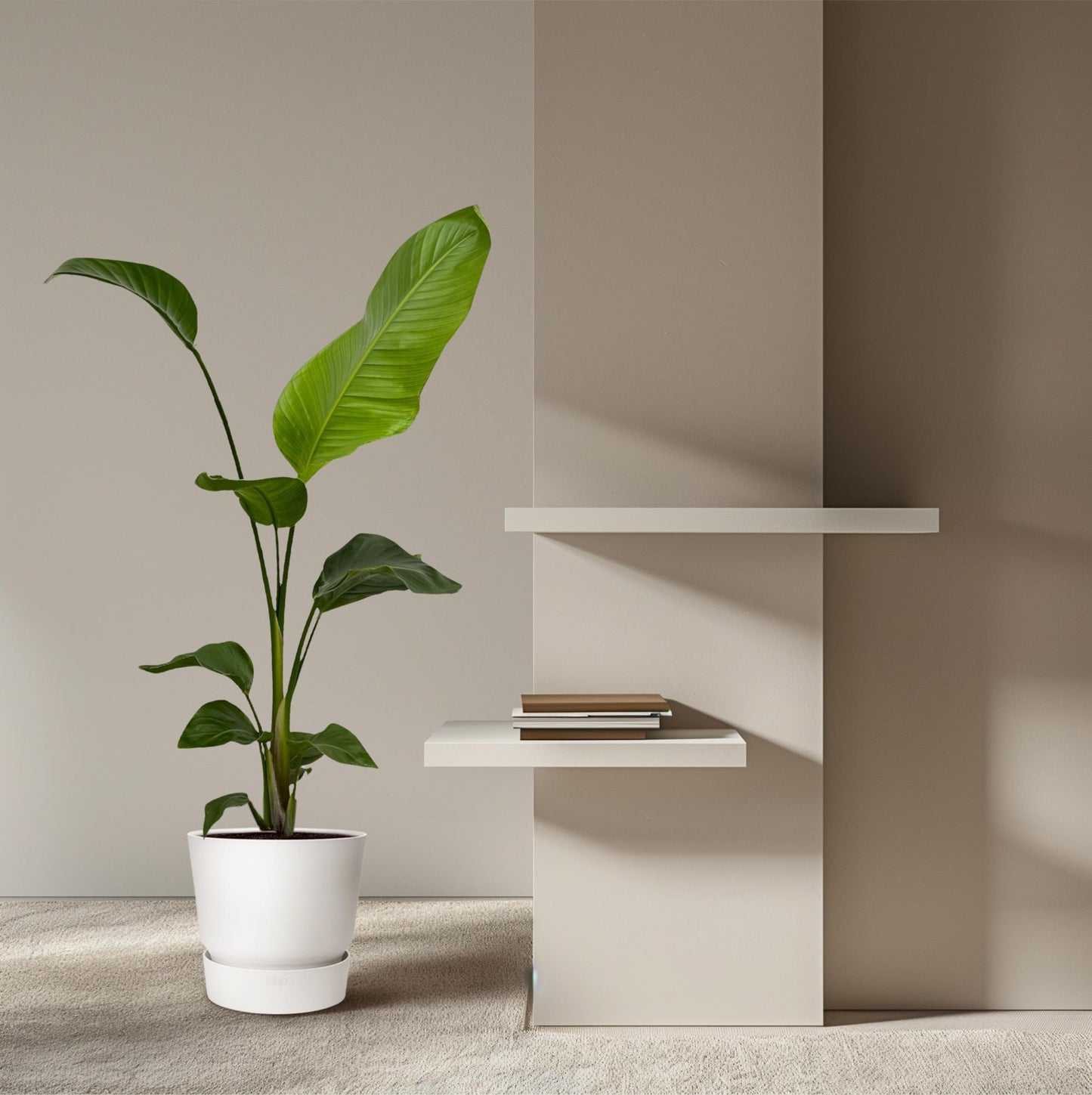 2x Strelitzia Nicolai – Exotische, pflegeleichte Zimmerpflanze 100 cm