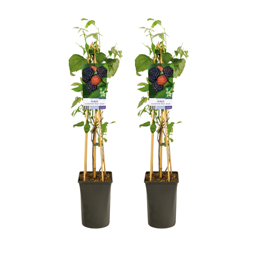 Schwarze Himbeere 'Black Jewel' – 2er-Set Ø17cm