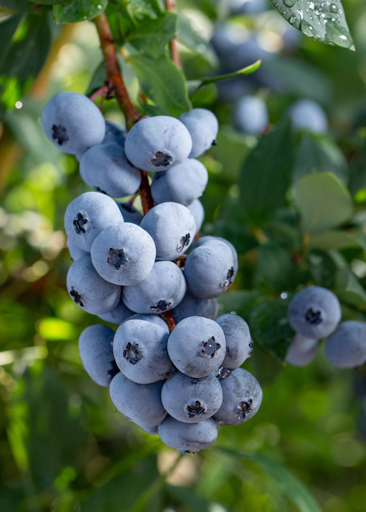 5x Vaccinium corymbosum 'Brigitta Blue' – Bio-Blaubeeren im Topf Ø13cm