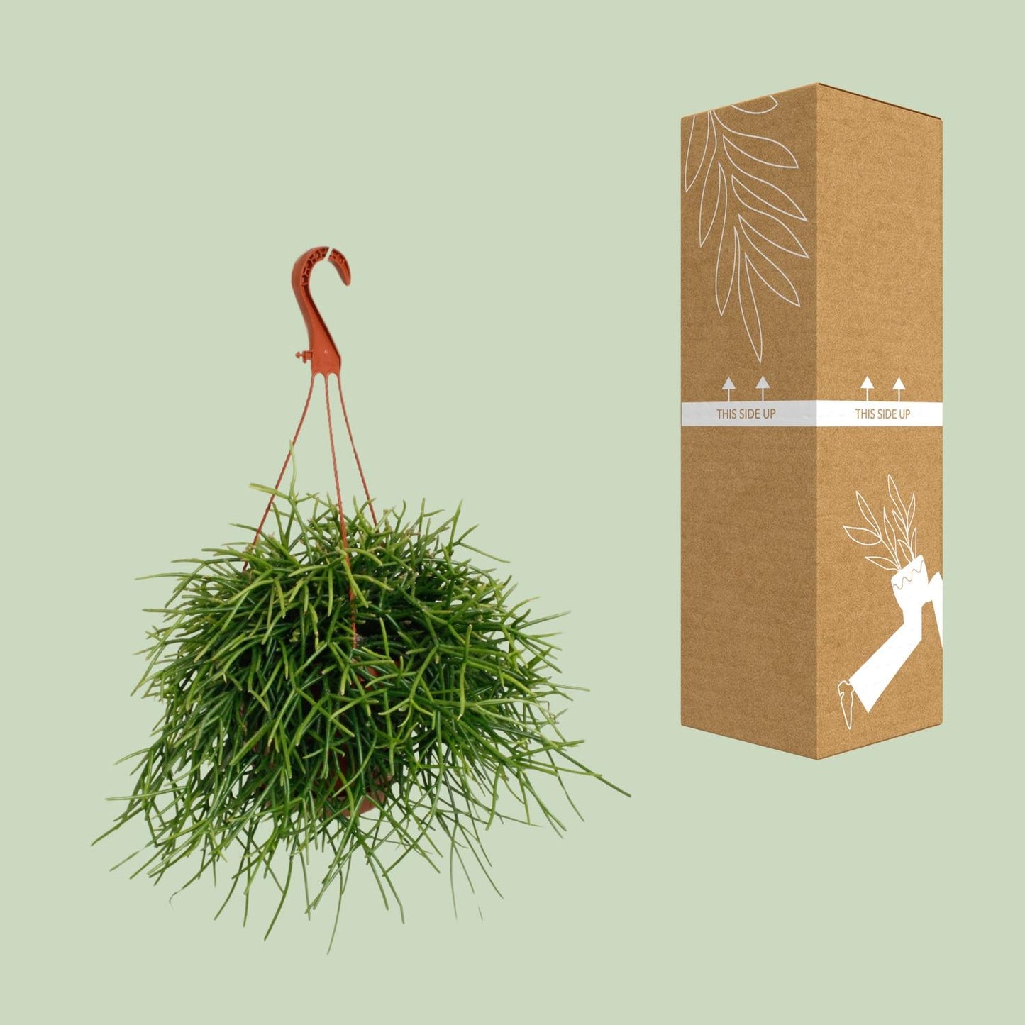 Rhipsalis Pulchra – Trendige, pflegeleichte Zimmerpflanze Ø17cm