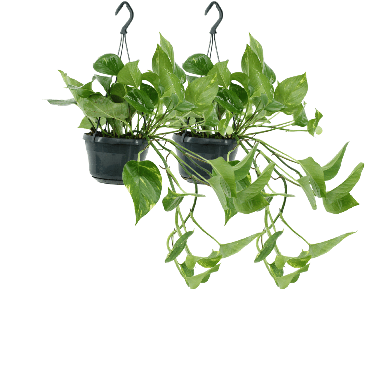 2x Epipremnum Aureum – pflegeleichte Kletterpflanzen 25cm