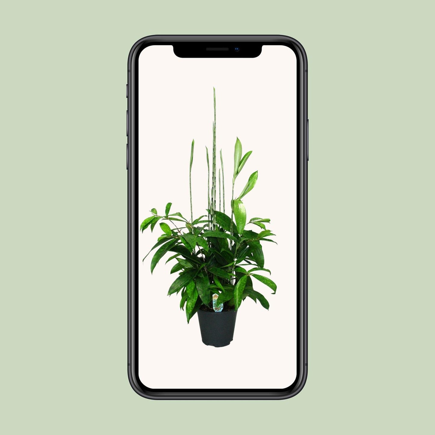 Dracaena Surculosa – Pflegeleichter Drachenbaum Ø17cm