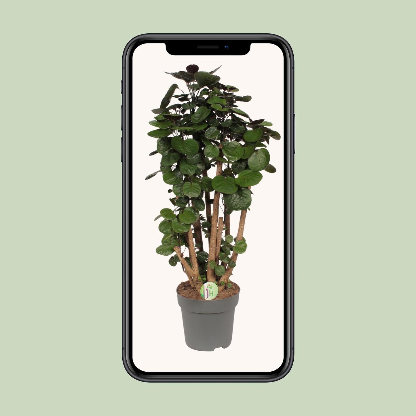 Polyscias Fabian – Pflegeleichte Zimmerpflanze Ø24cm