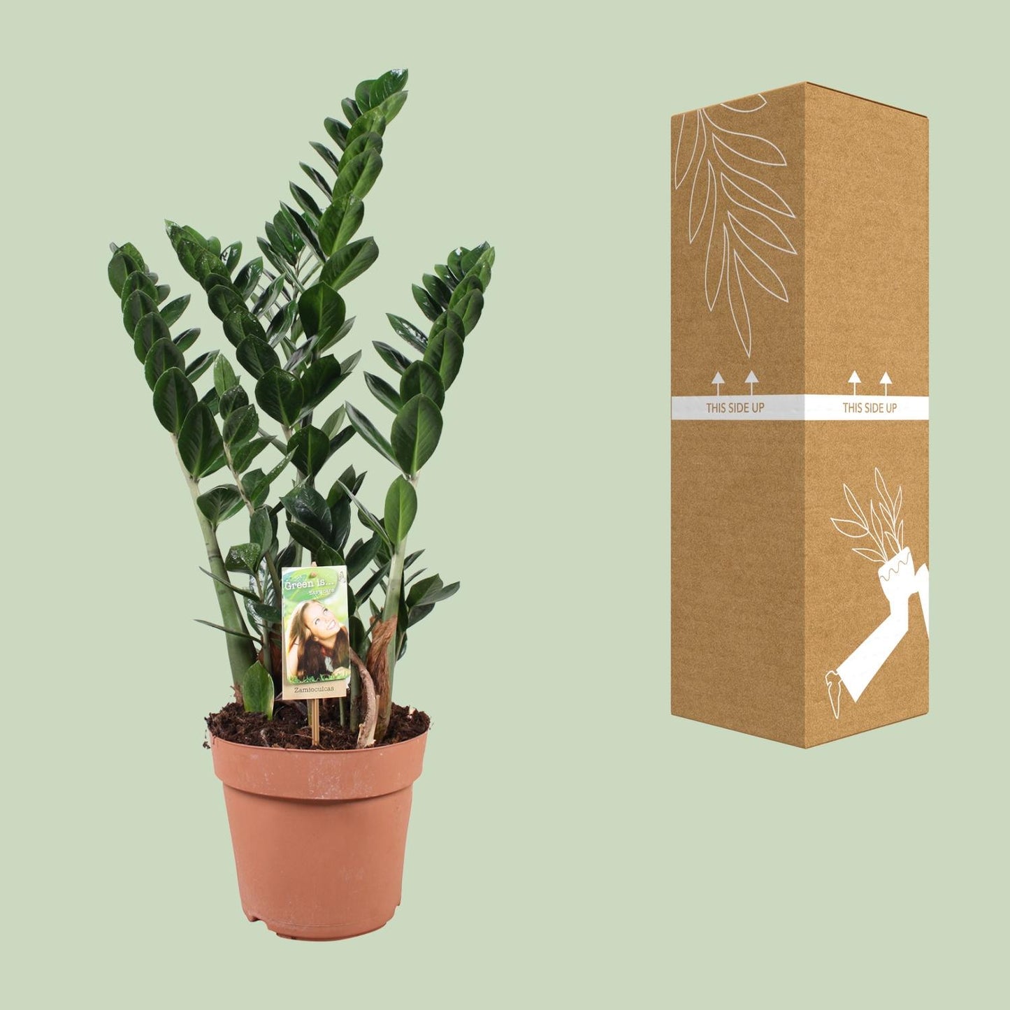 Zamioculcas zamiifolia – pflegeleichte Glücksfeder Ø21cm, 80cm hoch