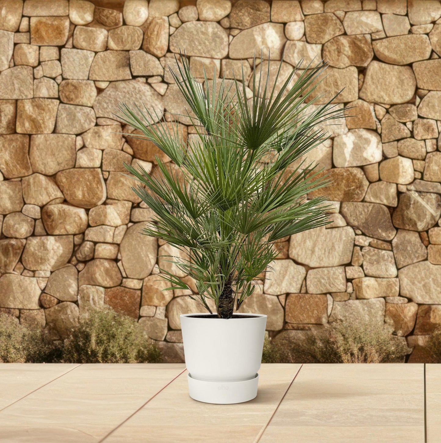 Chamaerops Humilis – Europäische Zwergpalme 150 cm pflegeleicht