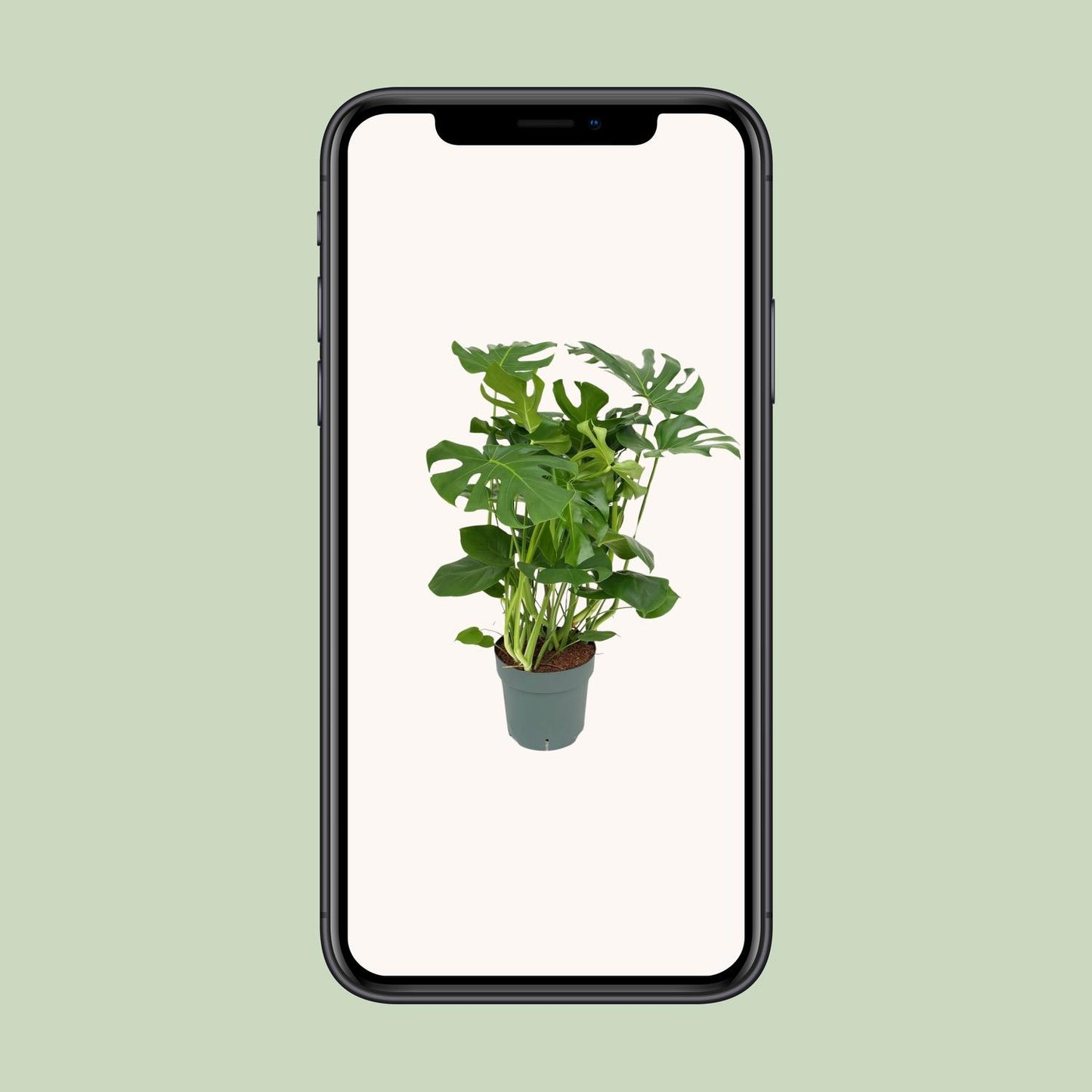 Monstera Deliciosa – Pflegeleichte Tropische Zimmerpflanze 100 cm