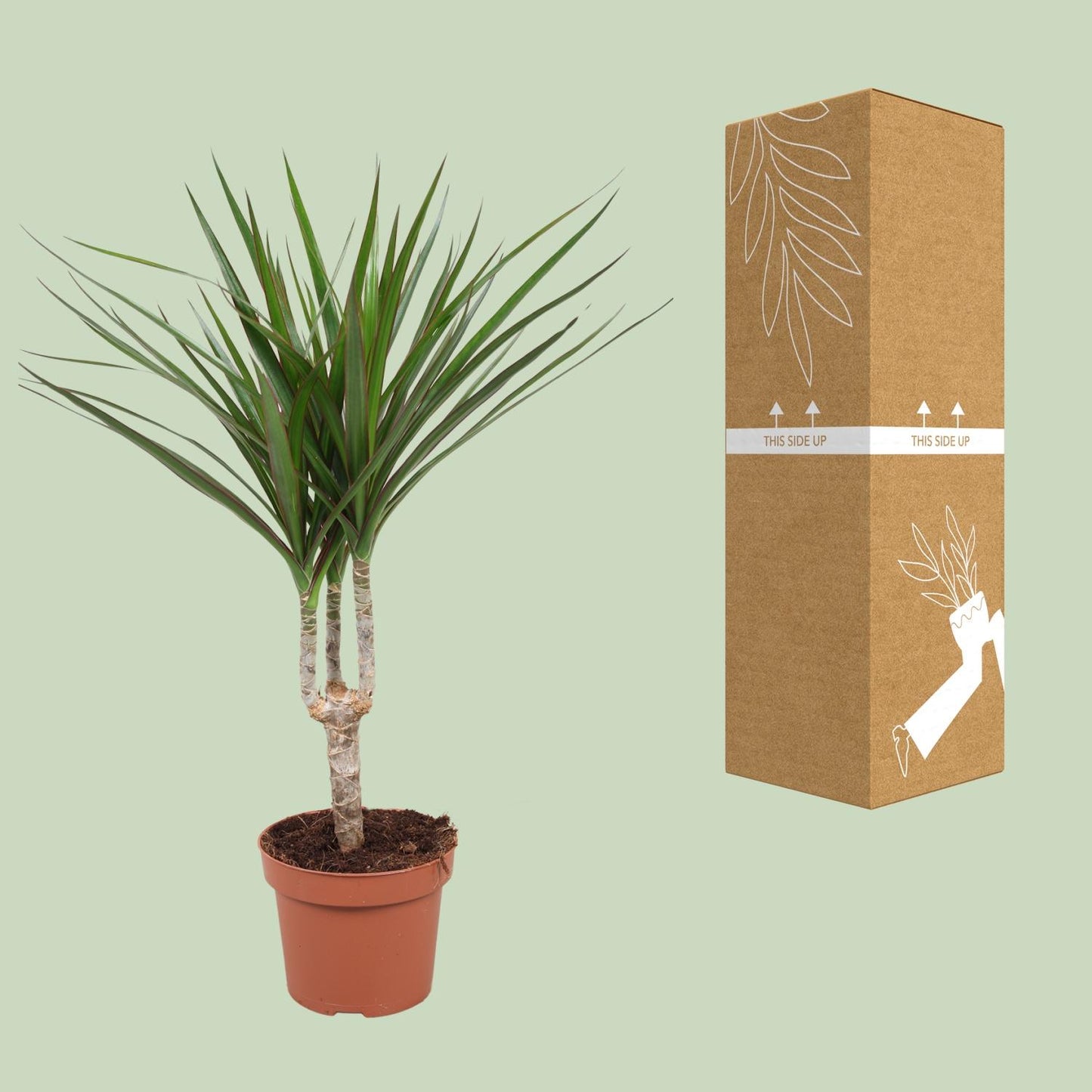 Dracaena Marginata – Pflegeleichter Drachenbaum Ø12cm, 50cm hoch