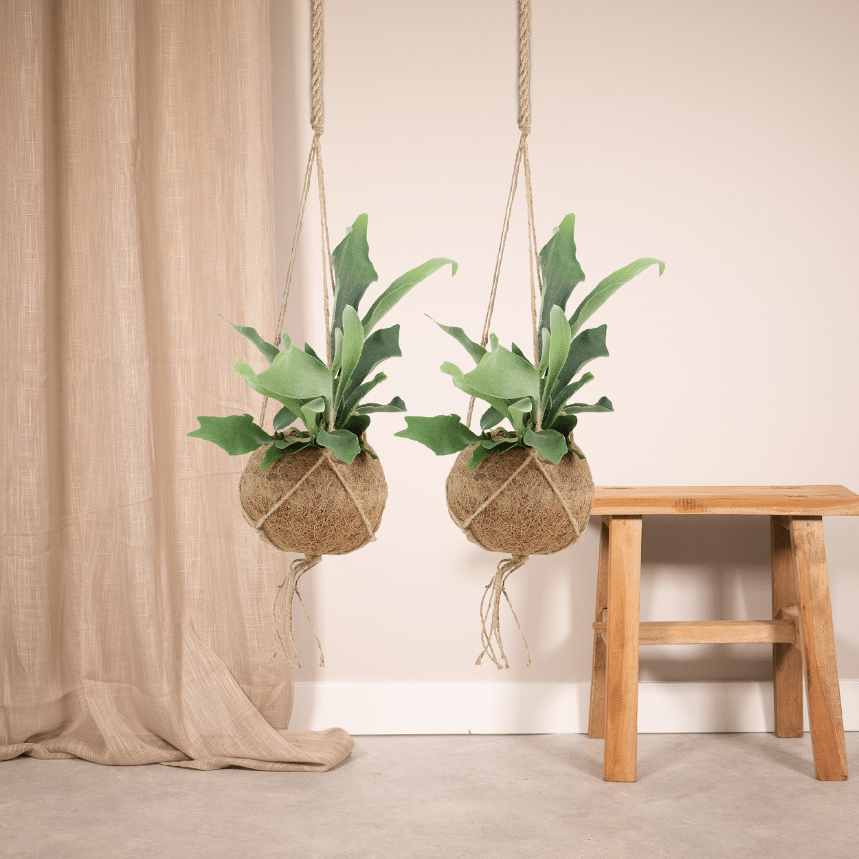 2x Kokodama Platycerium – Hirschhornfarn 35 cm ø15 cm