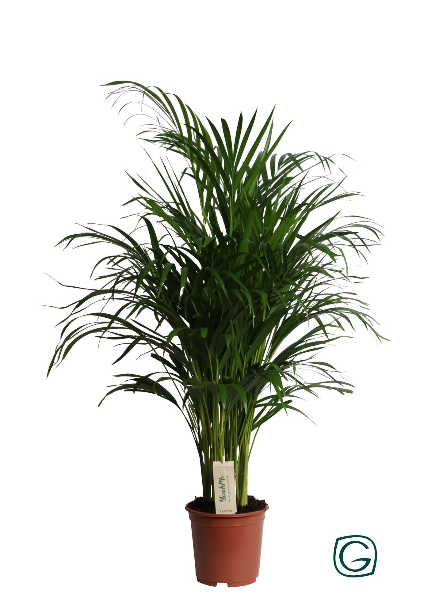 Dypsis Lutescens (Areca) – Pflegeleichte Zimmerpflanze Ø19cm