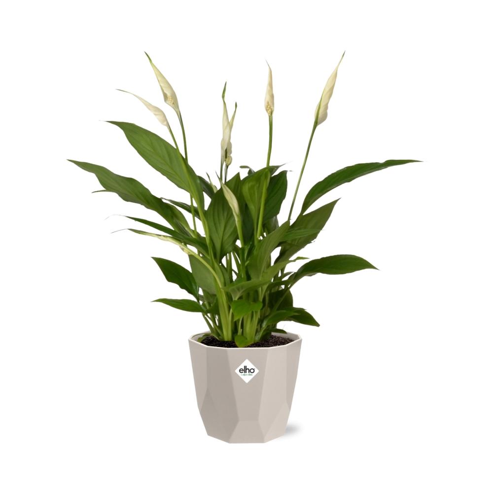 Spathiphyllum 12 cm Torelli in ELHO b.for rock 14 cm warm grey