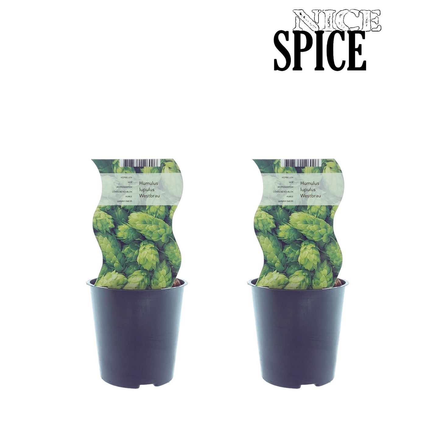 Humulus Westbrau (Hopfen) – 2er Set Ø12cm, ca. 30cm hoch
