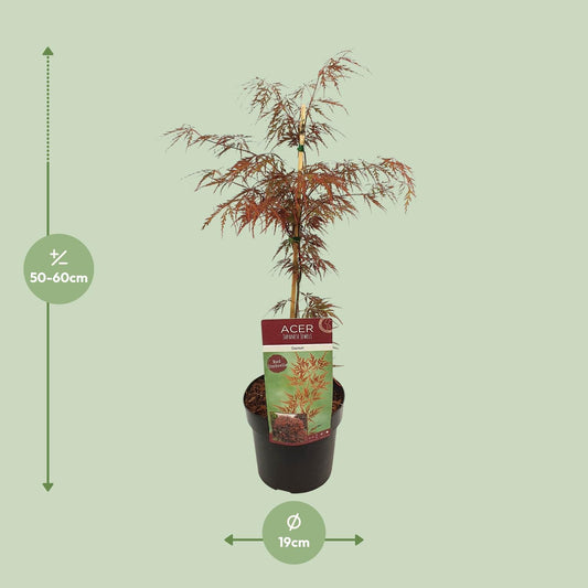 Acer palmatum 'Garnet' – Pflegeleichter Ahorn Ø19cm, ca. 55cm hoch