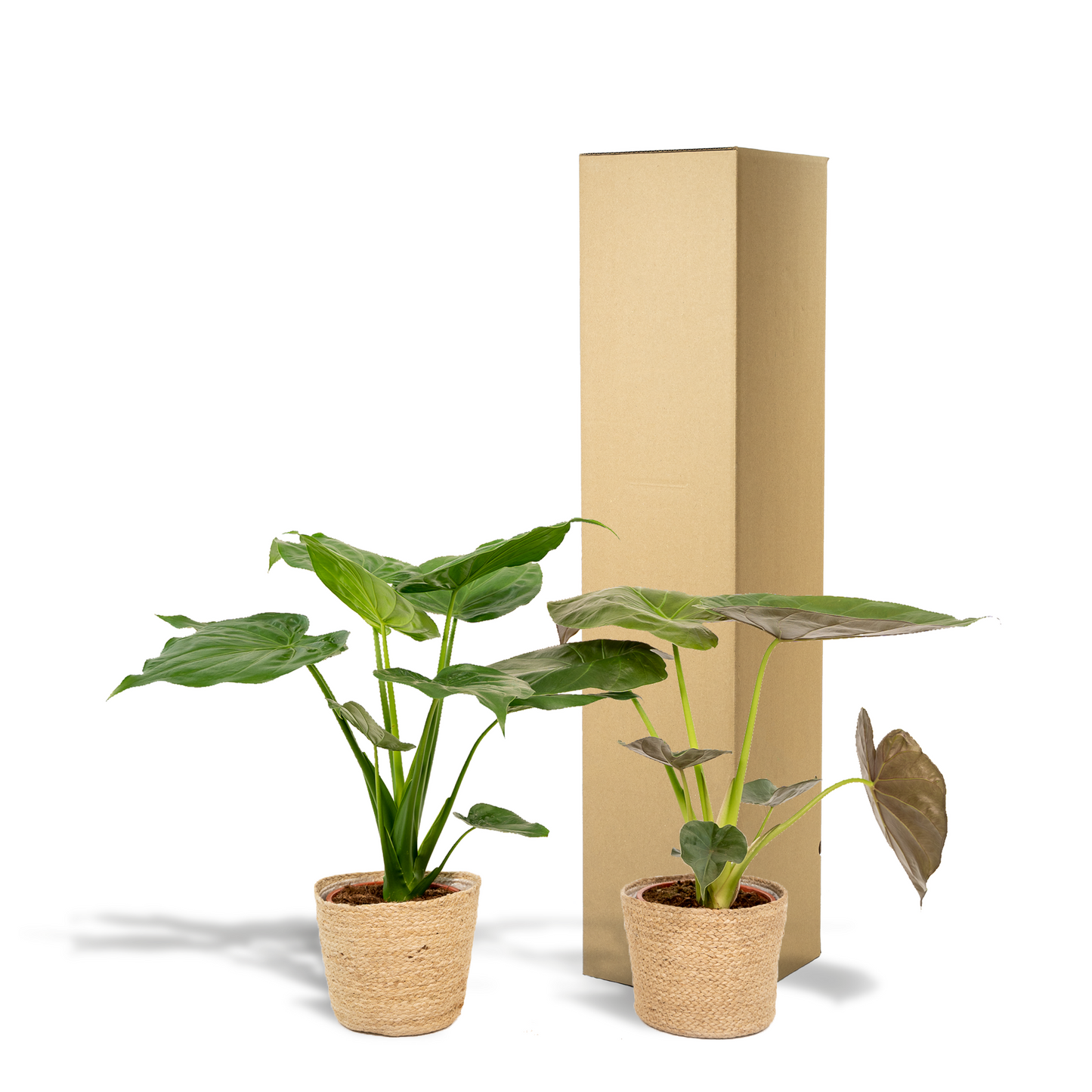 Alocasia Cucullata & Wentii im Selin Korb Ø19cm, 60cm