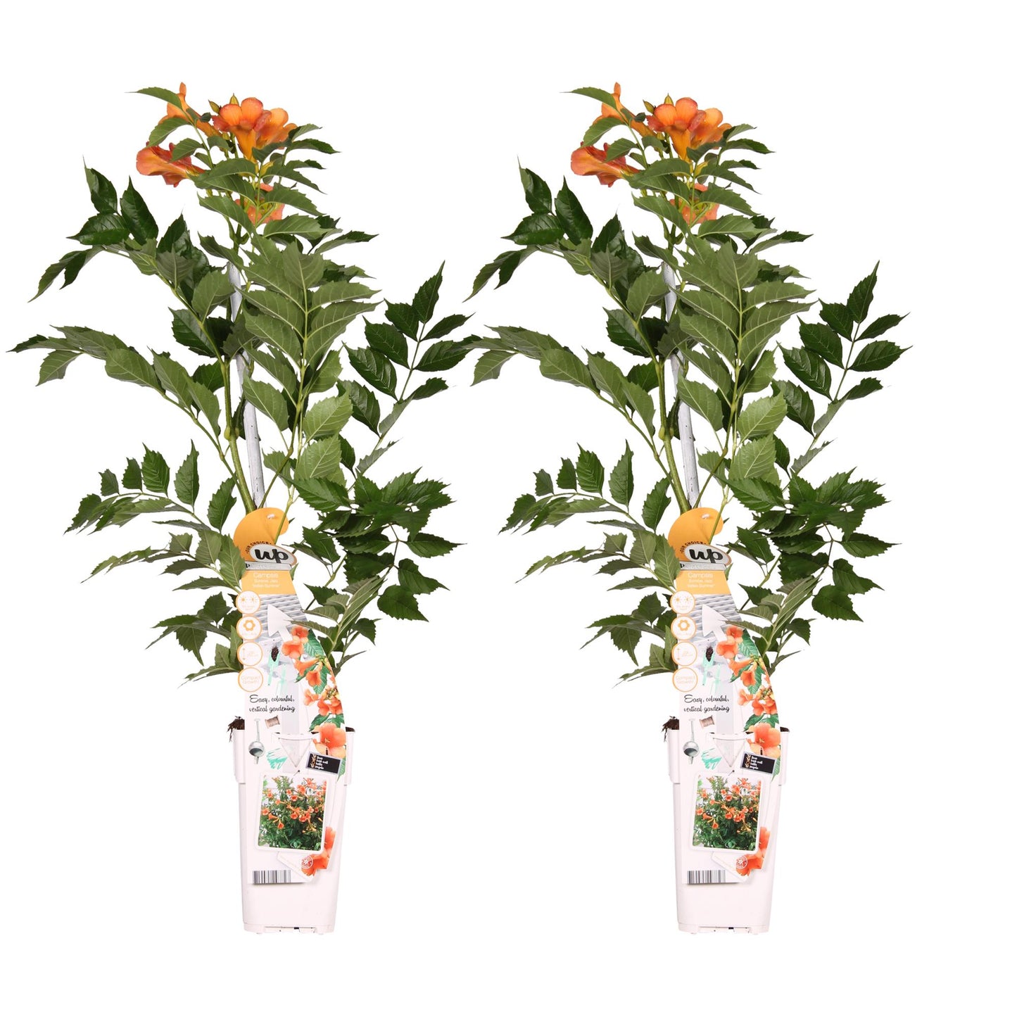 2x Campsis 'Indian Summer' – Robuste Kletterpflanze Ø15cm