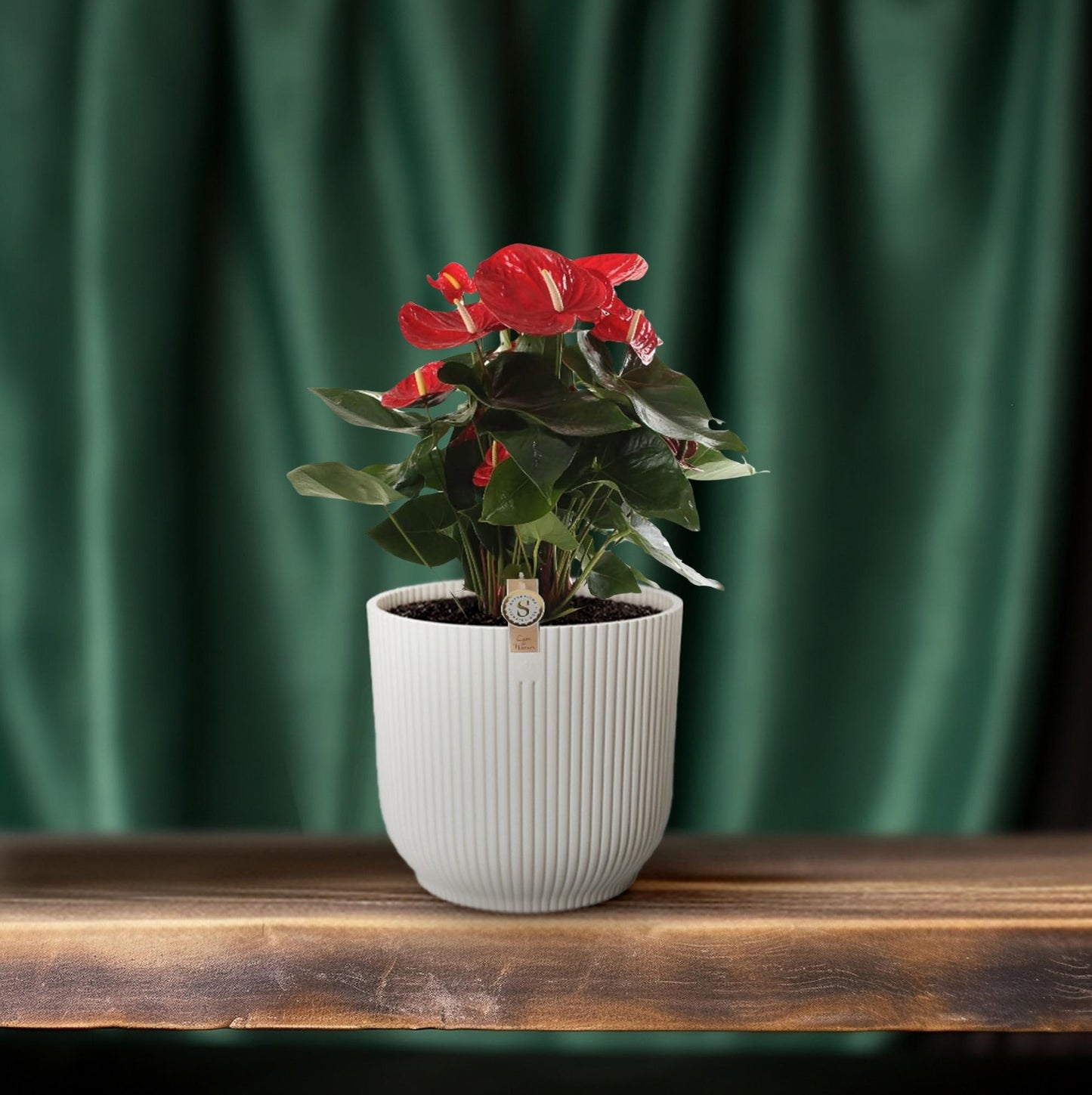 Anthurium Red Champion – Tropische, pflegeleichte Zimmerpflanze Ø21cm