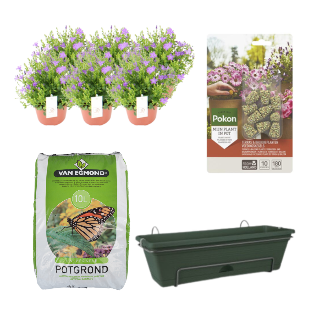 Glockenblumen Balkonkasten Set – Blühende Balkonpracht