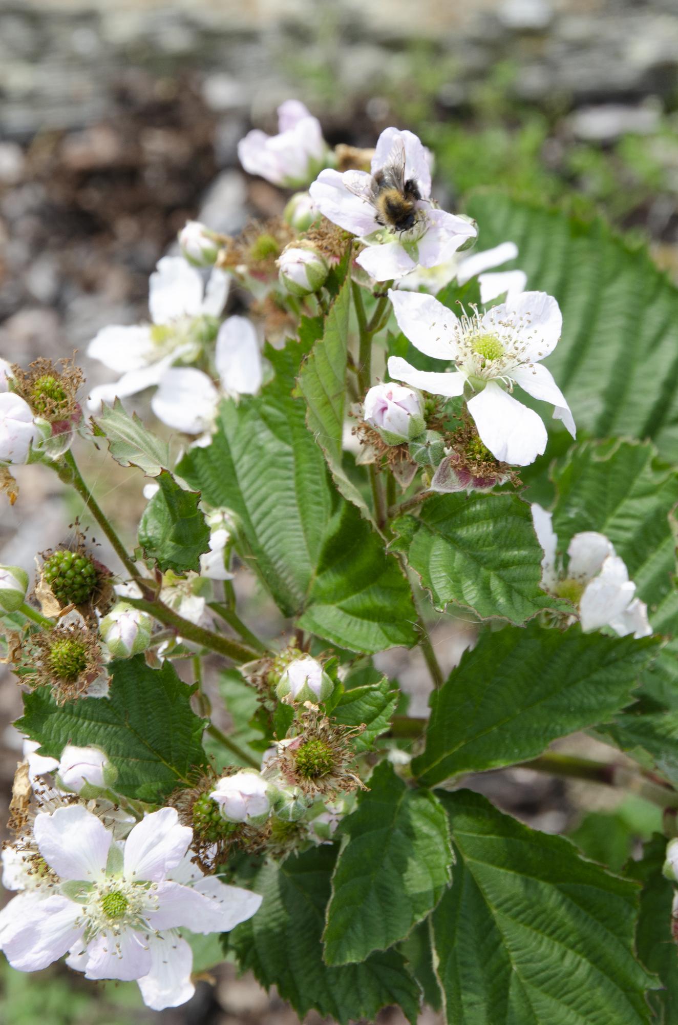 Dornenlose Brombeere 'Black Satin' – Ø13cm, ca. 45cm