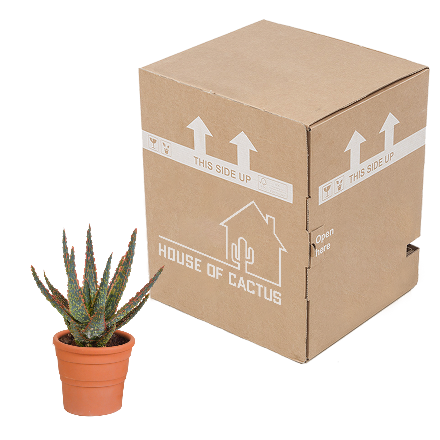 Aloe Zebrina Dannyz im Terrakottatopf 10,5 cm