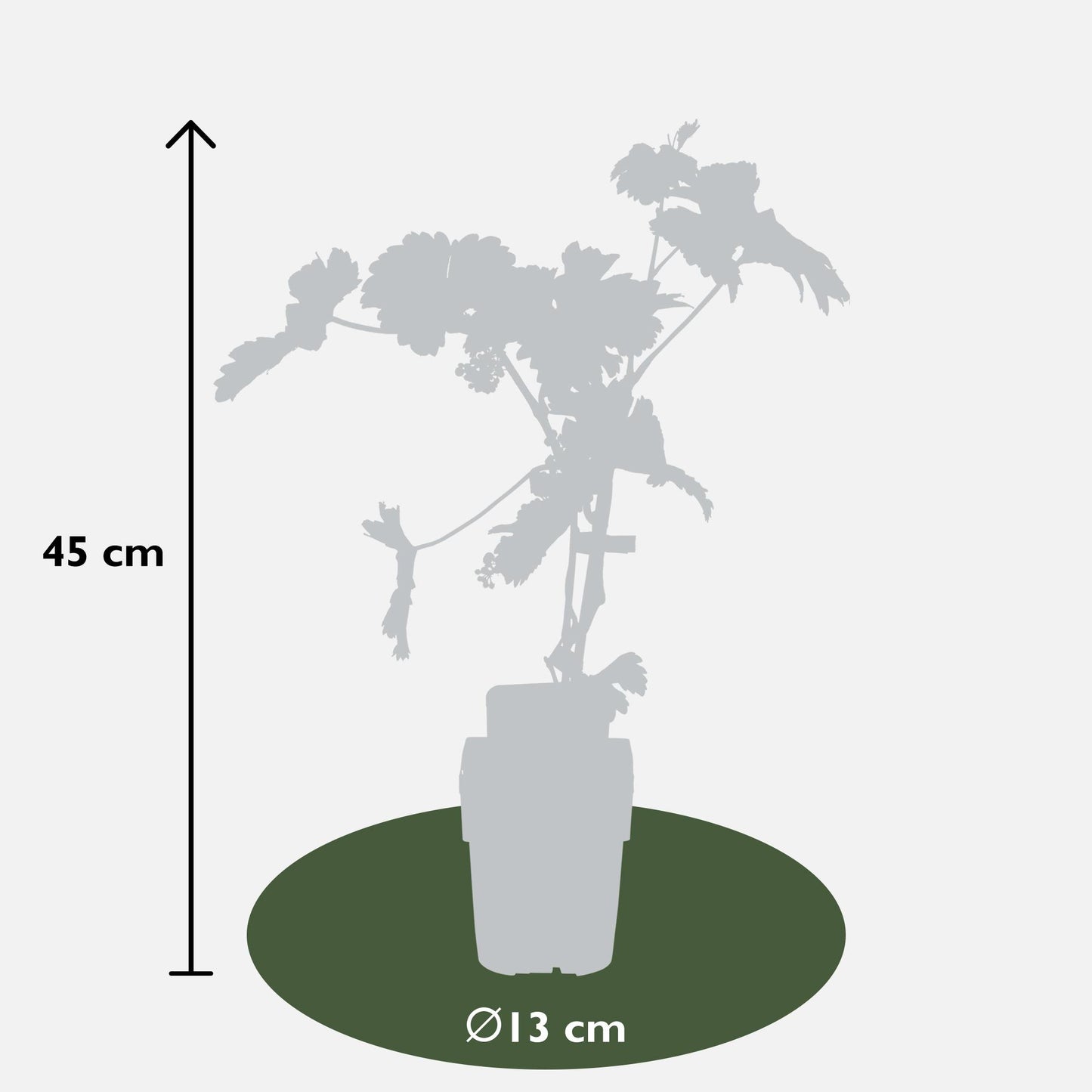 Johanniter Weinrebe Ø13cm – Bio Kletterpflanze bis 45cm