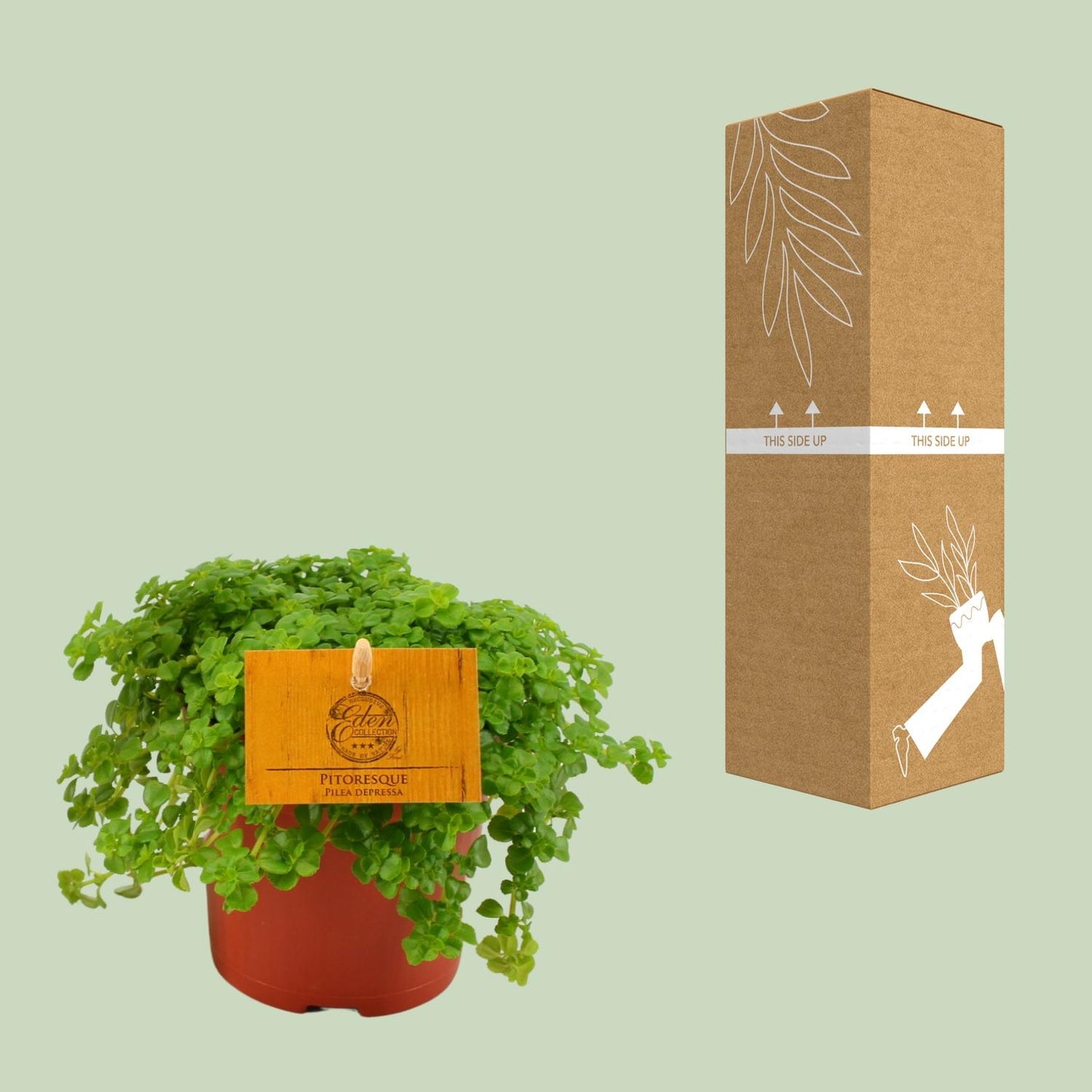 Pilea Depressa – Bubikopf Zimmerpflanze Ø12cm, pflegeleicht
