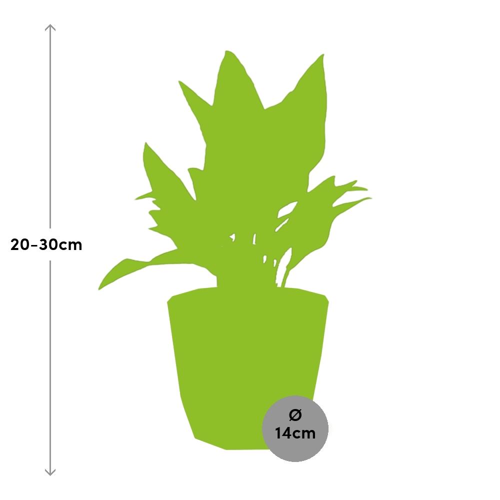 Aglaonema Maria in ELHO b.for rock 14 cm warm grey – Pflegeleichte Zimmerpflanze