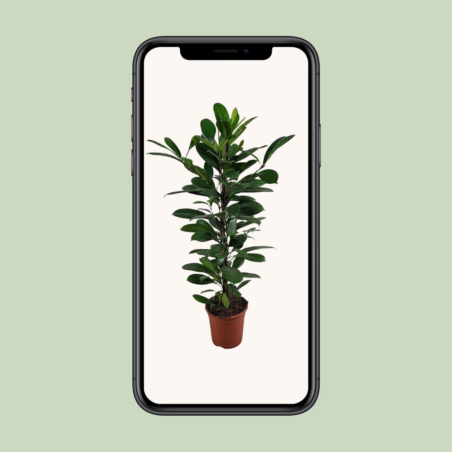 Ficus Cyathistipula – Pflegeleichte, luftreinigende Zimmerpflanze Ø21cm