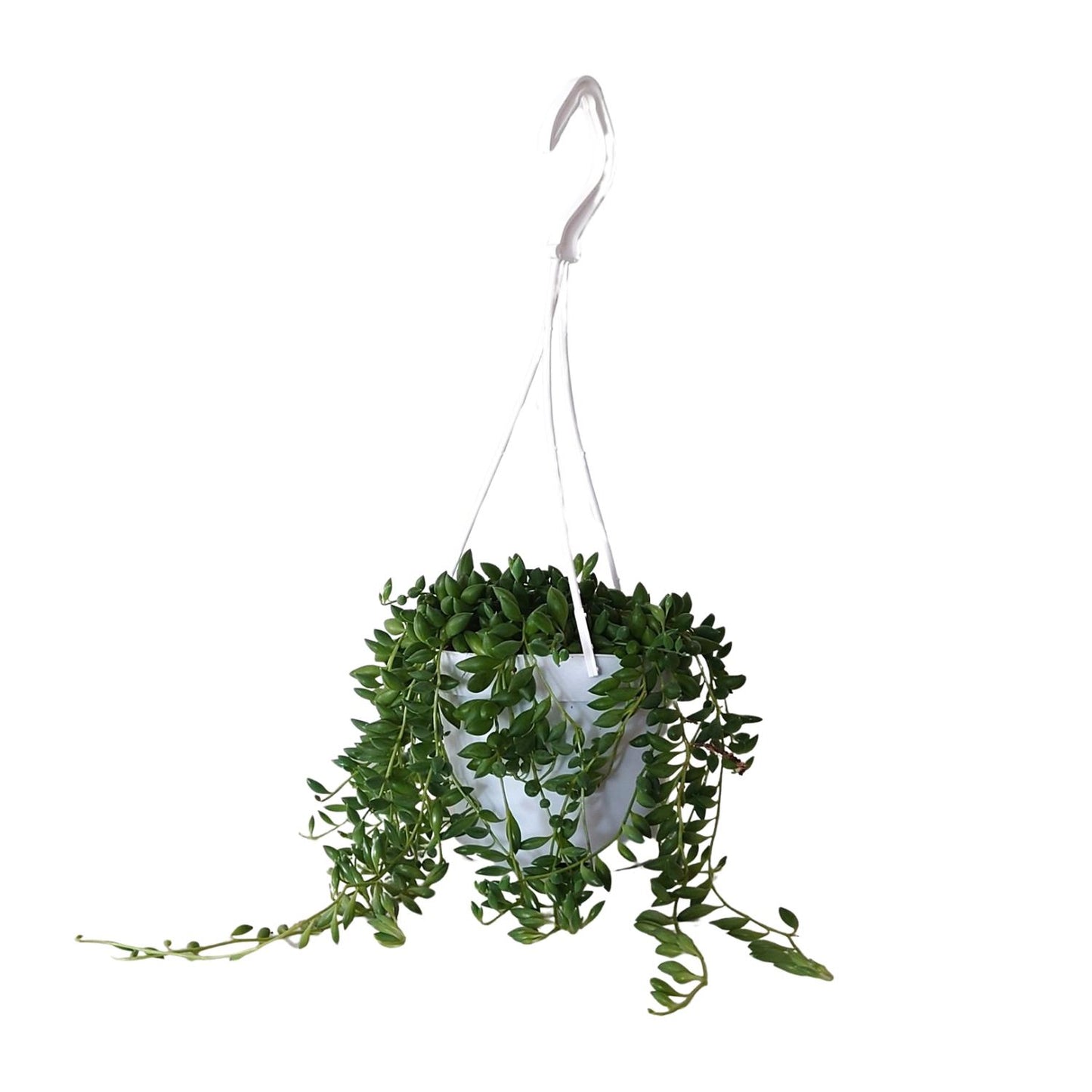 Senecio Herreianus (Cineraria) Ø11cm – Pflegeleichte Zimmerpflanze