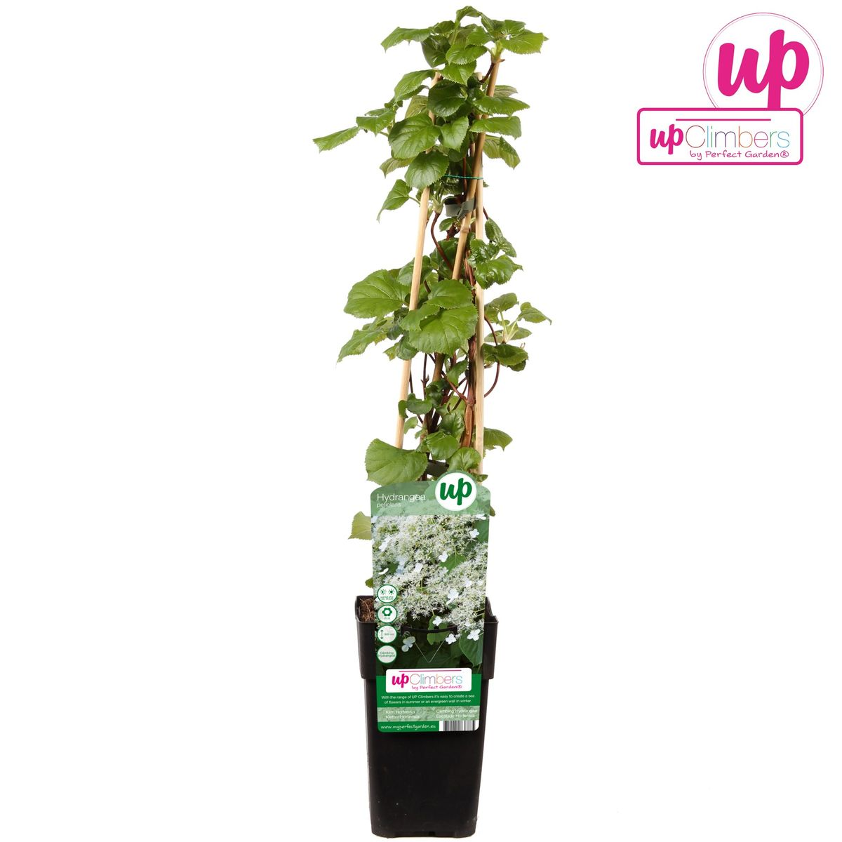 Kletterhortensie Ø15cm – Robuste & pflegeleichte Kletterpflanze