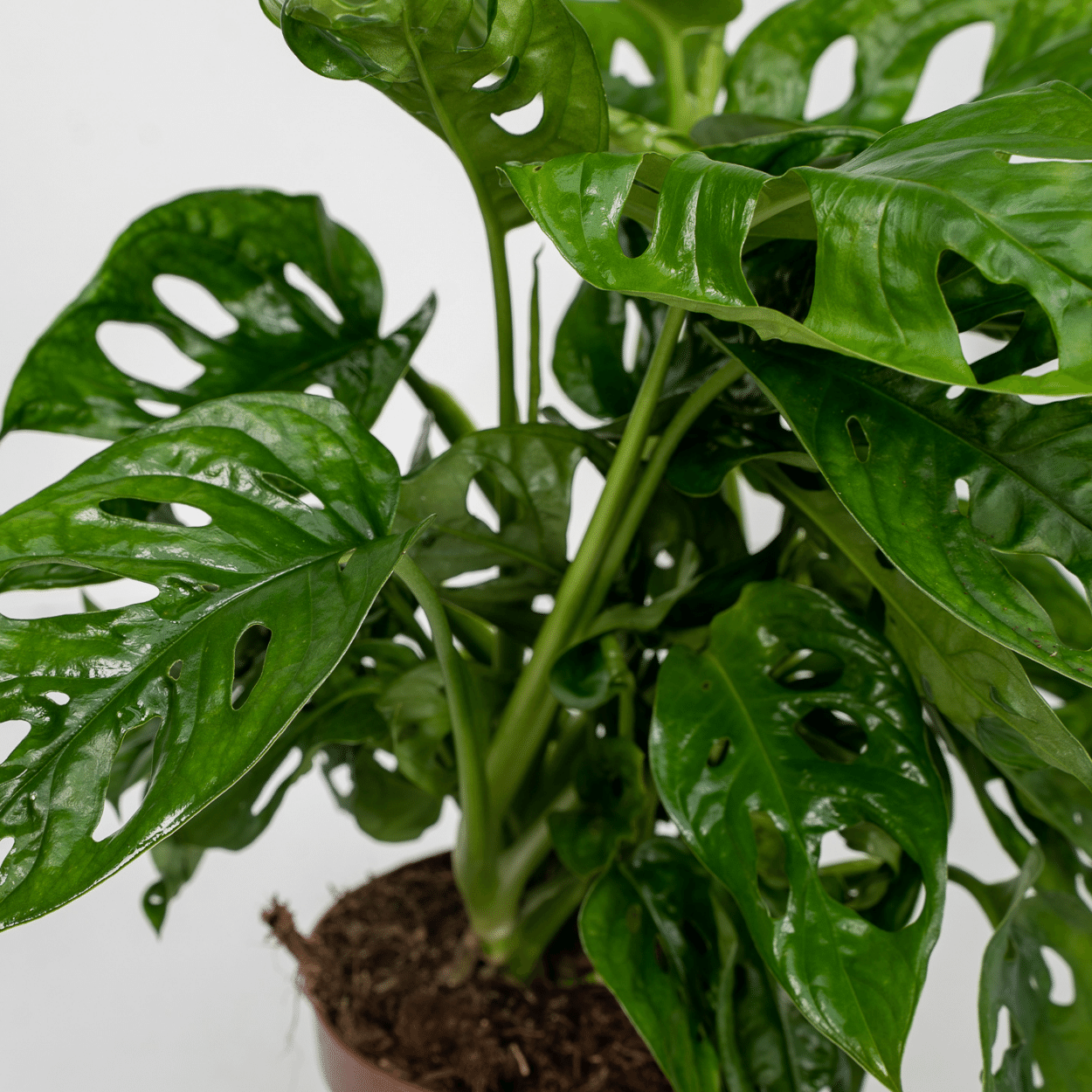 2x Monstera Monkey Leaf – Pflegeleichte Zimmerpflanze Ø12cm