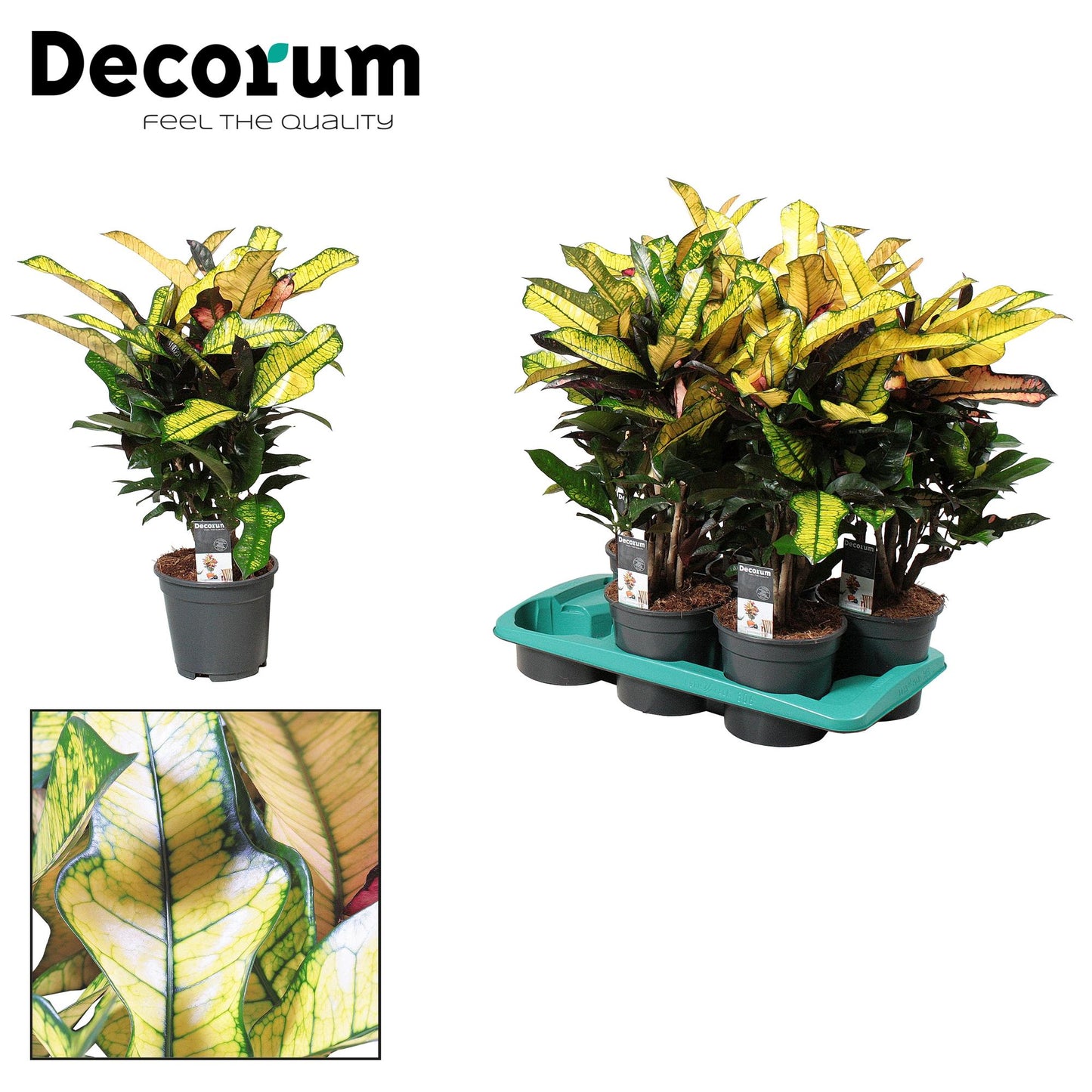 Croton Wilma – Pflegeleichte, farbenfrohe Zimmerpflanze Ø17cm