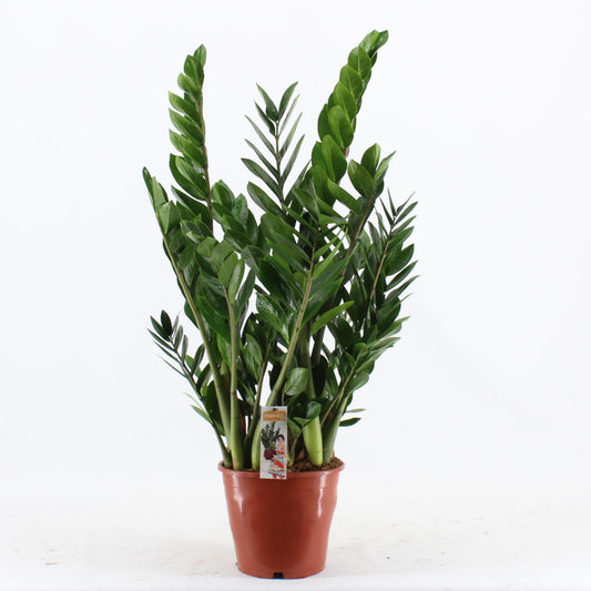 Zamioculcas Pot 24 – Pflegeleichte Zimmerpflanze Ø24cm
