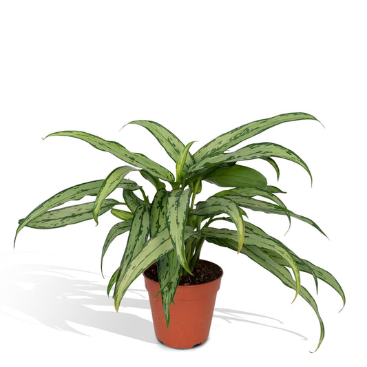 Aglaonema Cutlass – Pflegeleichte Trendpflanze Ø30cm