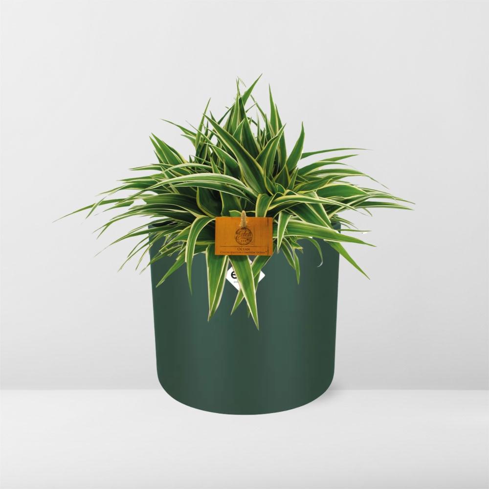 Chlorophytum Ocean 15cm – Pflegeleichte Spinnenpflanze