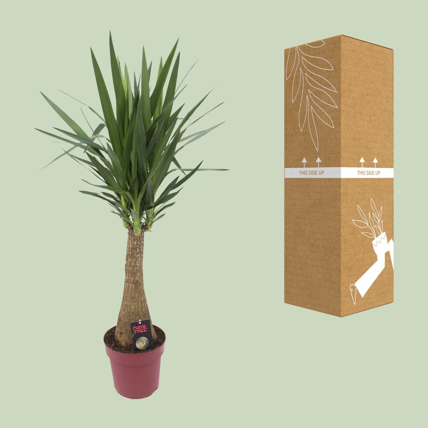 Yucca 'Maya Tree' – Pflegeleichte Zimmerpflanze Ø27cm, 110cm hoch