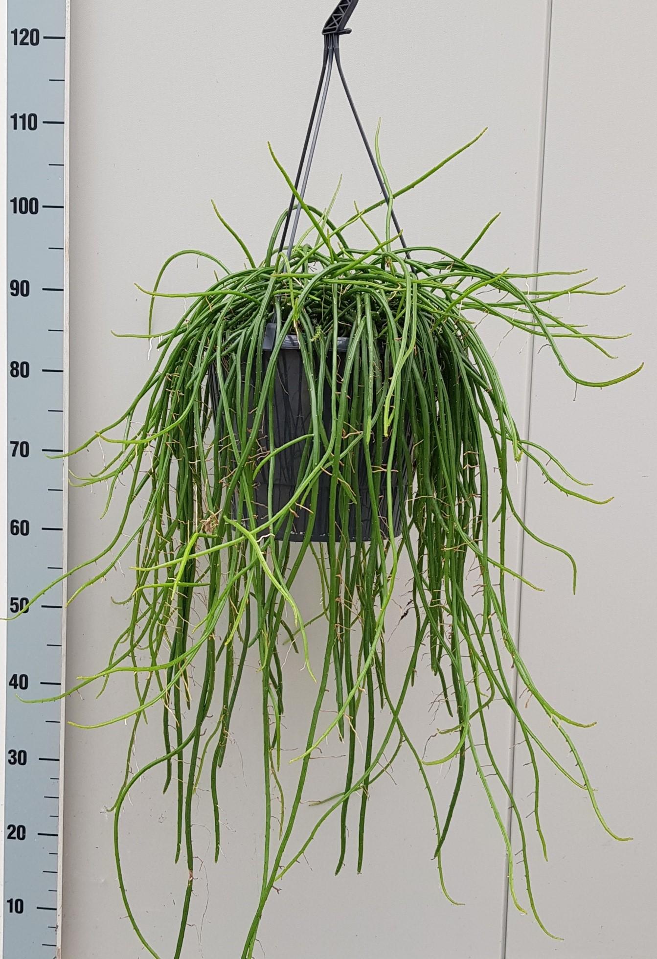 Selenicereus Werckley – Pflegeleichte Hängepflanze Ø25cm