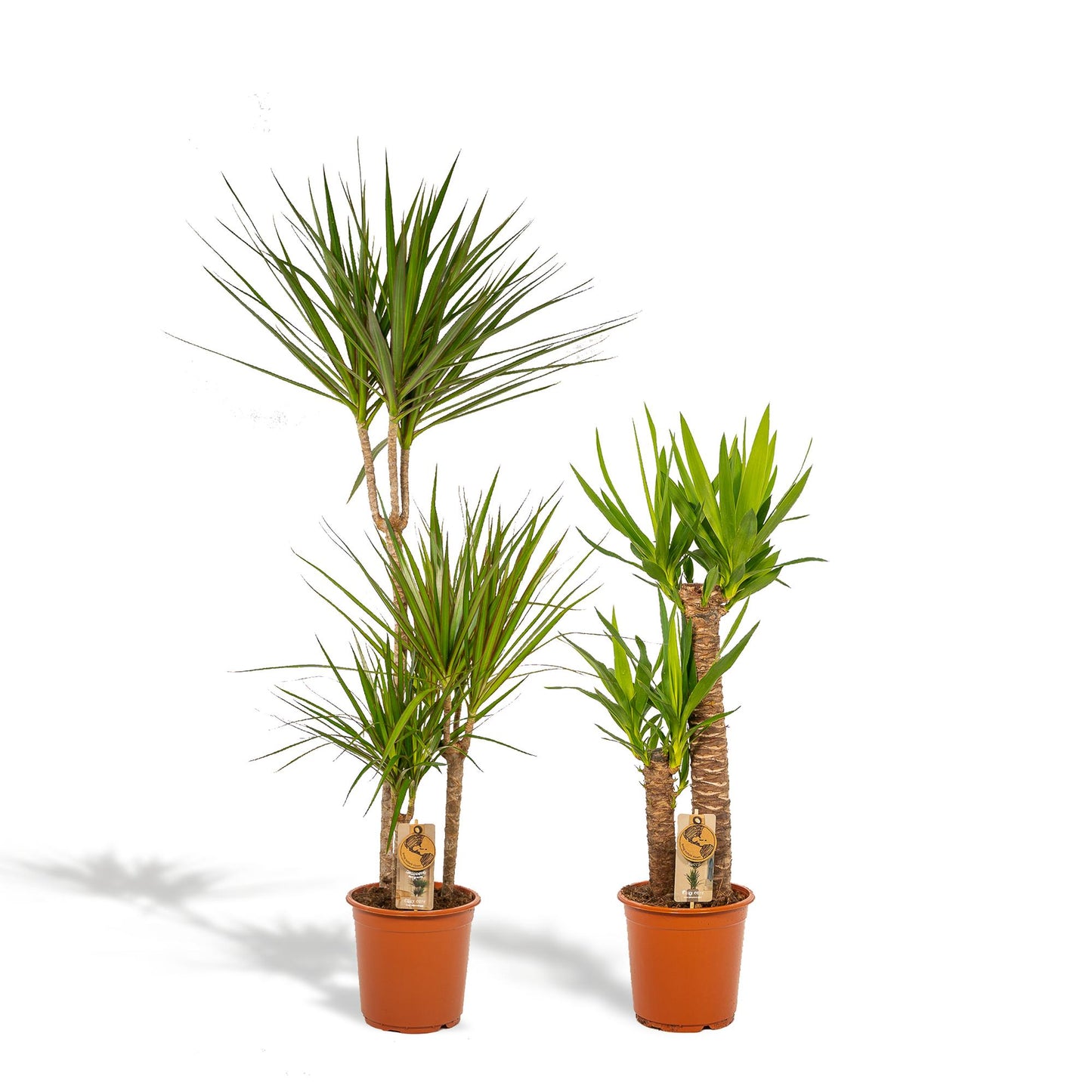 Dracaena & Yucca Zimmerpflanzen-Set – 120cm & 100cm