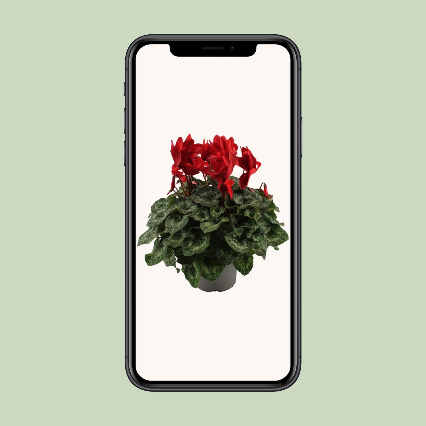 Cyclamen Rood – Pflegeleichte Zimmerpflanze Ø17cm